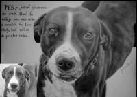 /album/friski-kon/psik-kolaz-jpg/